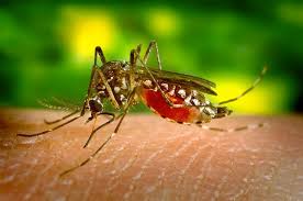 Mosquito-borne Zika Virus in South Florida