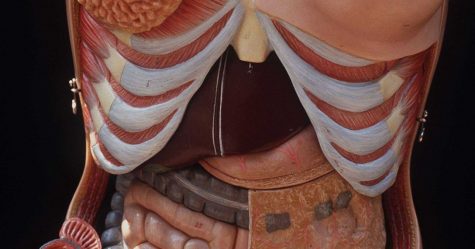 Surprise! Humans May Have Another Bodily Organ