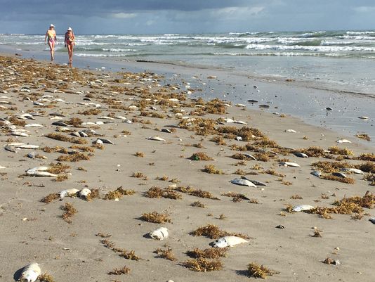 Fish killed by red tide litter the beaches of Sarasota, Florida.