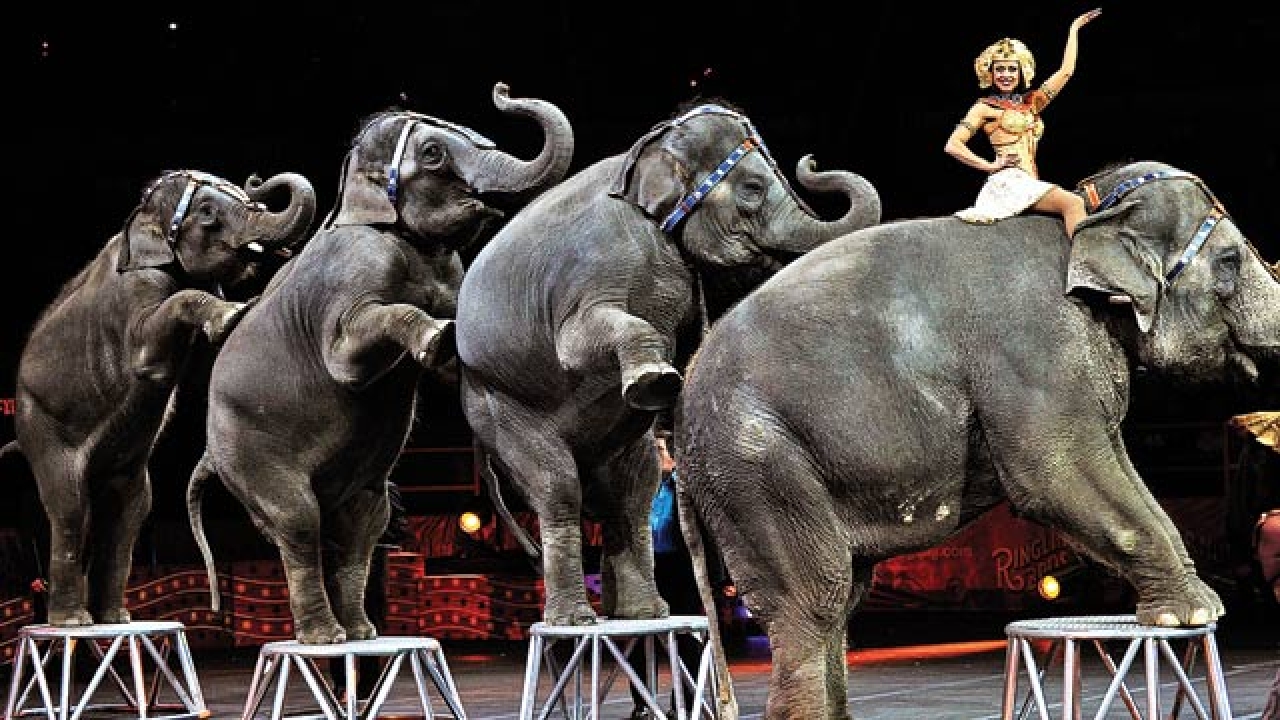 Animal Rights Activists Continue the Fight Against Circus Animal