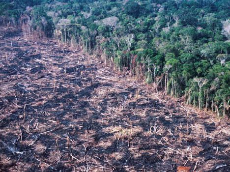 Amazon rainforest deforestation is at its highest rate since 2008.