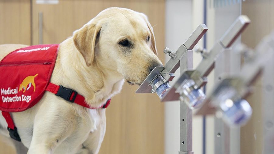 A potential Covid-detecting dog goes through a trial run. It may not be long before such dogs are utilized at airports and other heavily-trafficked sites.