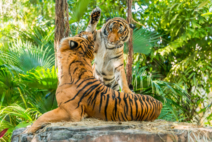 Palm Beach County residents are returning to the Palm Beach Zoo, featuring its popular tigers, and Lion Country Safari.