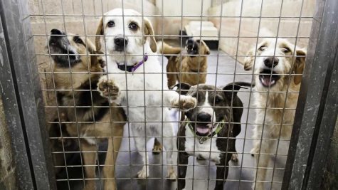 In 2019, PETA euthanized 57 percent of the dogs and 72 percent of the cats it took in, according to a Newsweek report.