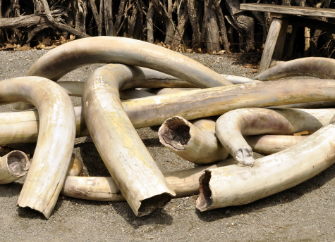 Poachers continue to kill elephants at an alarming rate for their ivory tusks which can bring thousands of dollars.