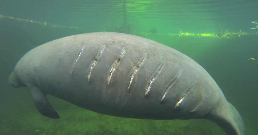 It is not uncommon to see manatees with scars from being hit by boat propellers. Not all manatees survive the encounter, which is one factor contributing to increasing death rate of the species.