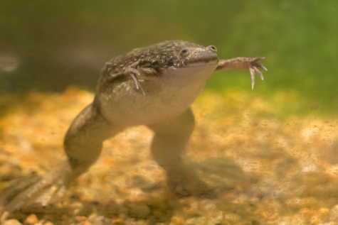 Xenobots, living organism robots, are made up of thousands of skin cells from the embryo of the African clawed frog.