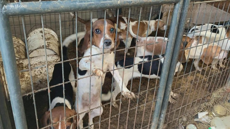 So-called+puppy+mills+such+as+this+one+in+Kentucky+often+have+dogs+living+in+cramped+and+dangerous+conditions.