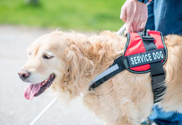 Service dogs can cost up to $30,000 but can be well worth the cost.