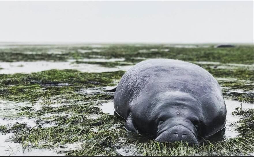 A manatee left stranded after a hurricane sucked all of the water out of the bay in which it was living.