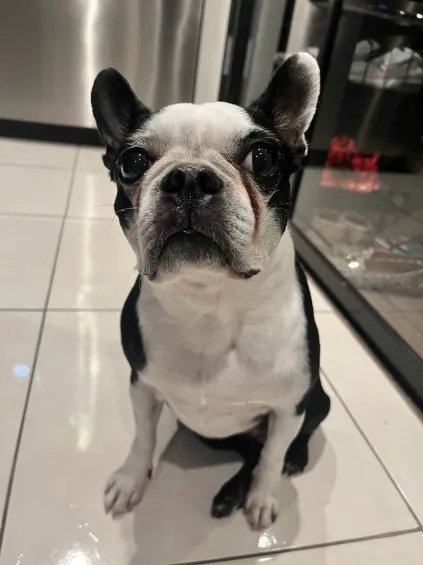 Staff Writer Tabassum Chowdhury's family adopted a nine-year-old Boston Terrier, Shaye, in May 2024.